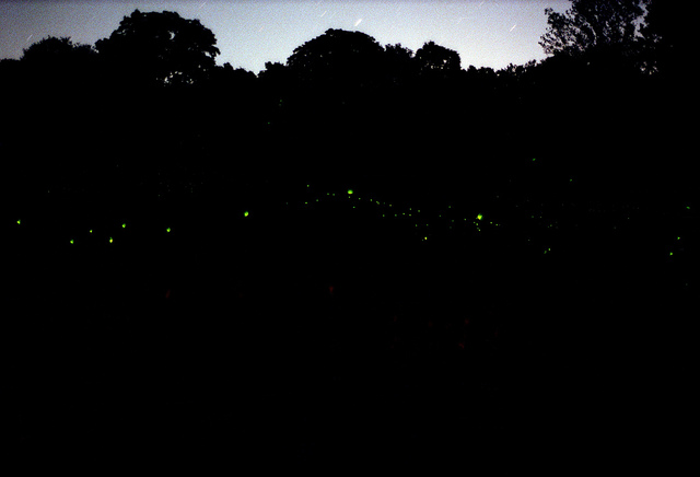 fireflies_Derek Bever