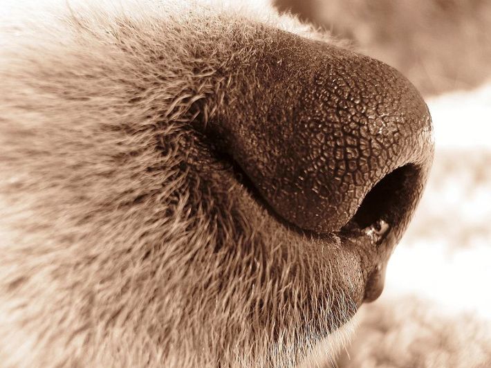 Dog_nose
